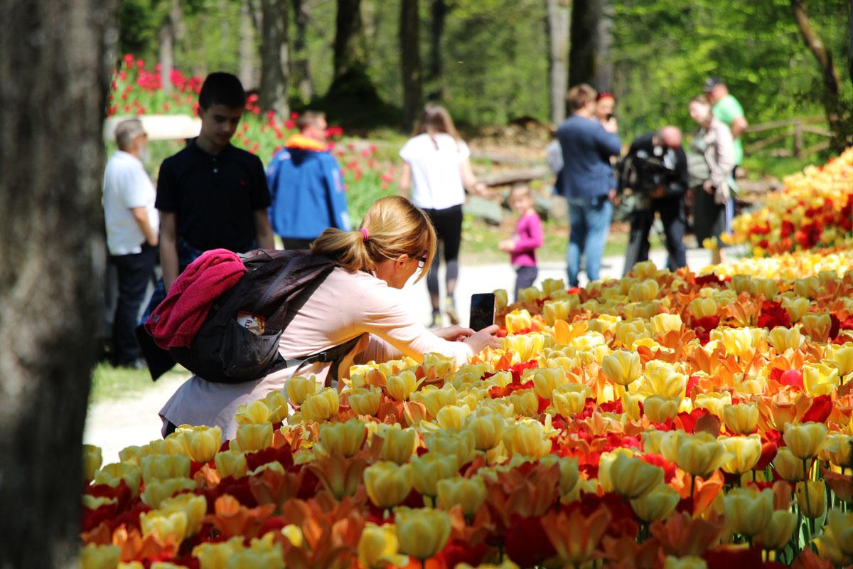 Ljubljana és a szomszédos arborétum tulipánvirágzáskor fotó