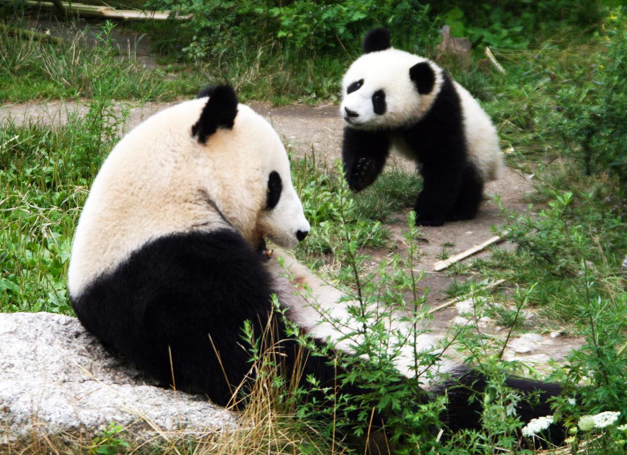 A misztikus Tavasbarlang és a Schönbrunni állatkert fotó