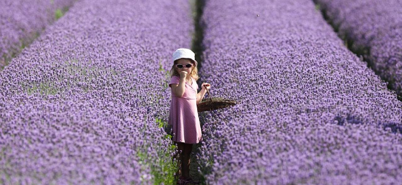 Látogasson el velünk a tihanyi levendulaszüretre! fotó